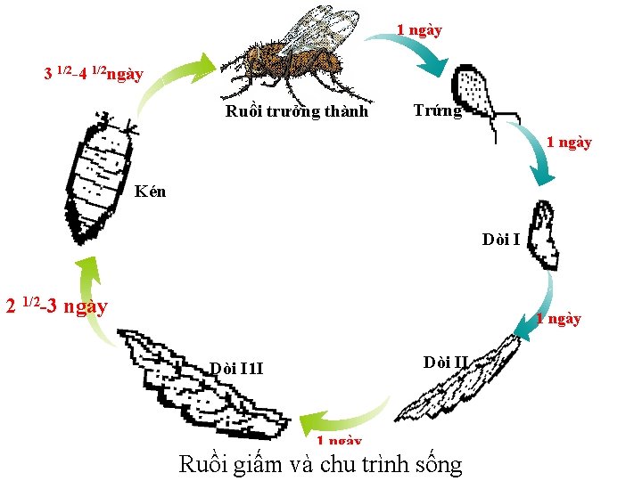 1 ngày 3 1/2 -4 1/2 ngày Ruồi trưởng thành Trứng 1 ngày Kén