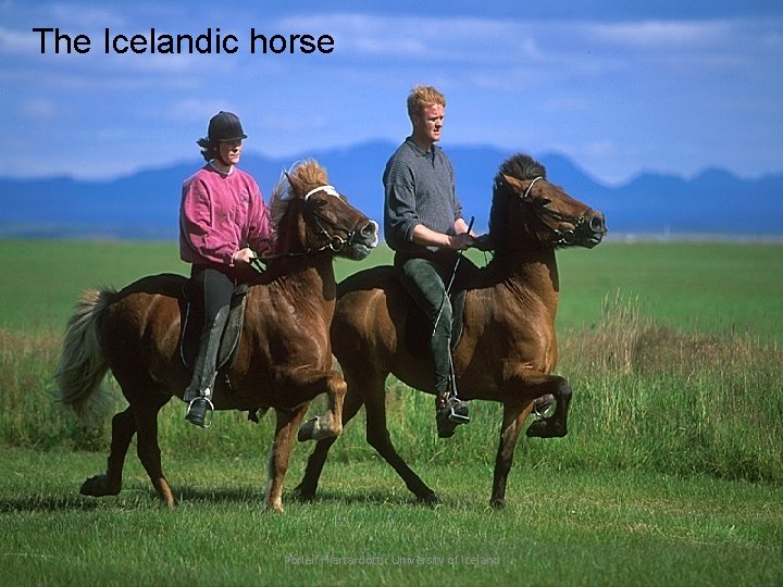 The Icelandic horse Þórleif Hjartardóttir University of Iceland 