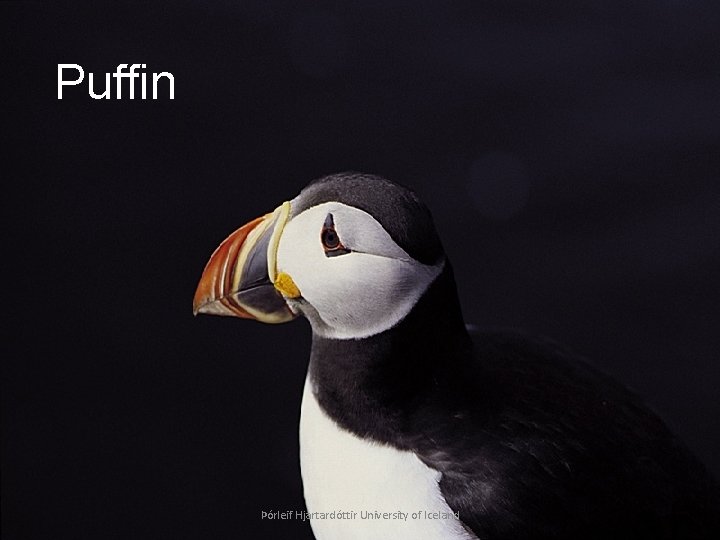 Puffin Þórleif Hjartardóttir University of Iceland 