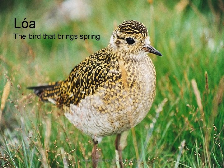 Lóa The bird that brings spring Þórleif Hjartardóttir University of Iceland 