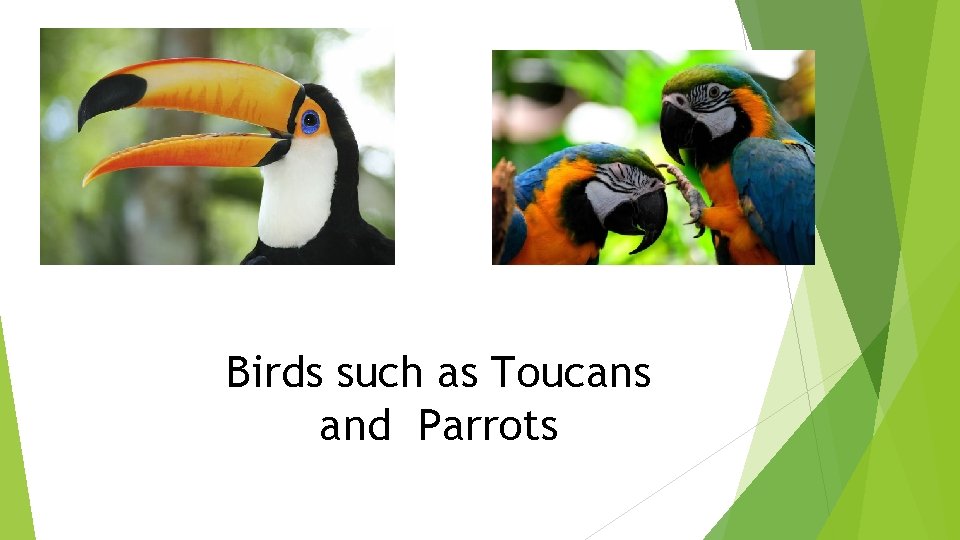 Birds such as Toucans and Parrots 