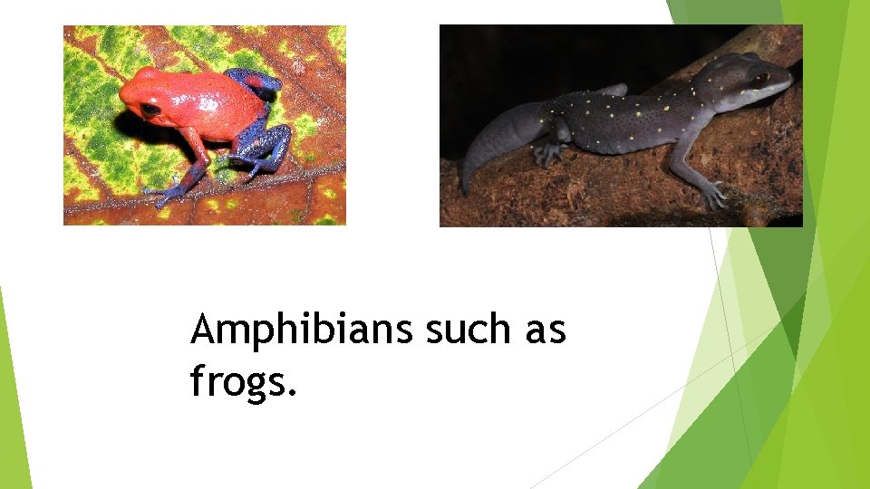 Amphibians such as frogs. 