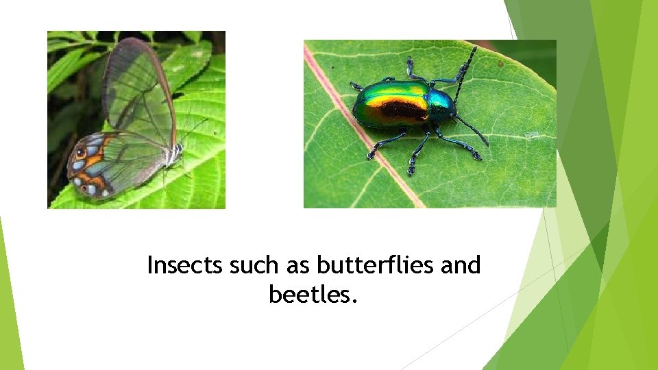 Insects such as butterflies and beetles. 