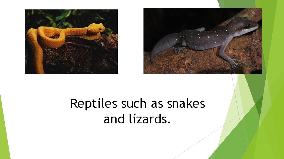 Reptiles such as snakes and lizards. 