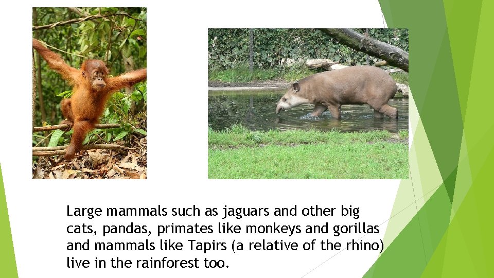 Large mammals such as jaguars and other big cats, pandas, primates like monkeys and