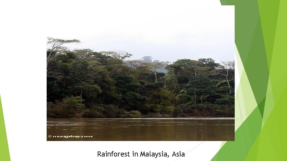 Rainforest in Malaysia, Asia 