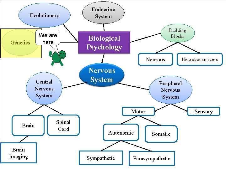Evolutionary Genetics We are here Endocrine System Building Blocks Biological Psychology Neurons Nervous System