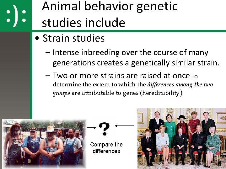 Animal behavior genetic studies include • Strain studies – Intense inbreeding over the course