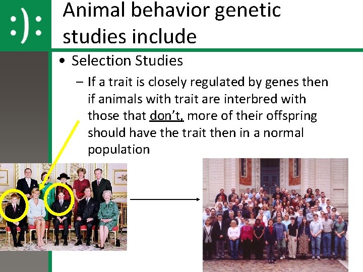 Animal behavior genetic studies include • Selection Studies – If a trait is closely