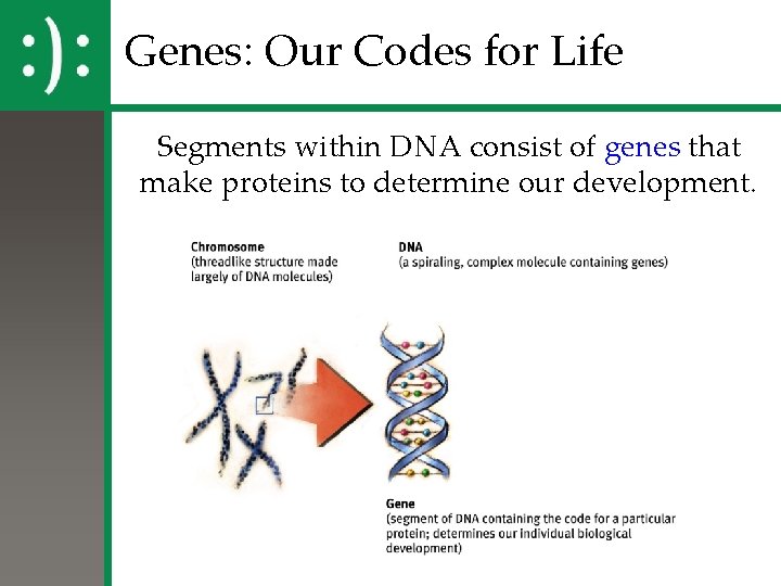 Genes: Our Codes for Life Segments within DNA consist of genes that make proteins