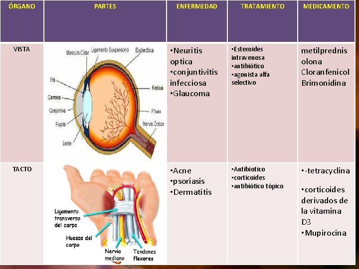 ÓRGANO PARTES ENFERMEDAD TRATAMIENTO MEDICAMENTO VISTA • Neuritis optica • conjuntivitis infecciosa • Glaucoma