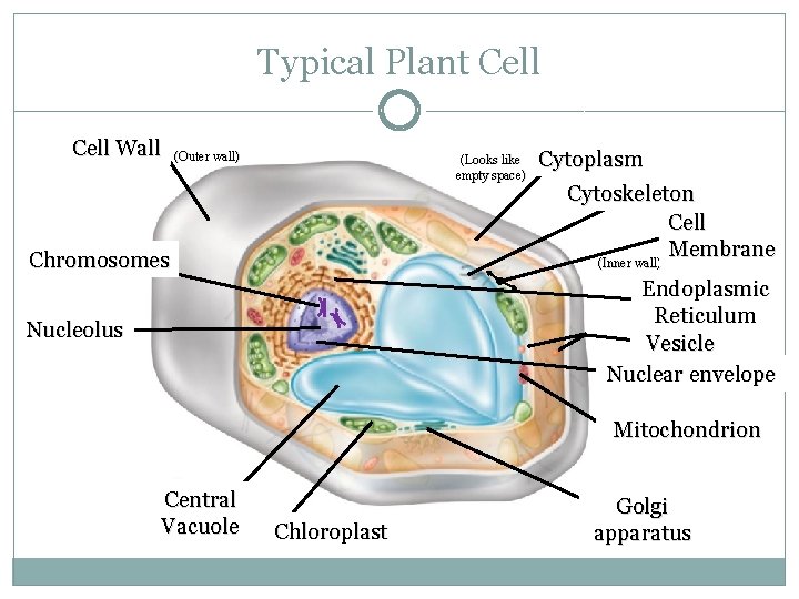 Typical Plant Cell Wall 13 (Outer wall) (Looks like empty space) Chromosomes 12 Cytoplasm