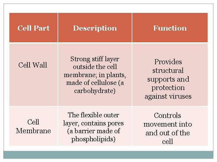 Cell Part Cell Wall Cell Membrane Description Function Strong stiff layer outside the cell