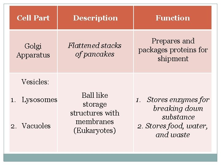 Cell Part Golgi Apparatus Description Function Flattened stacks of pancakes Prepares and packages proteins