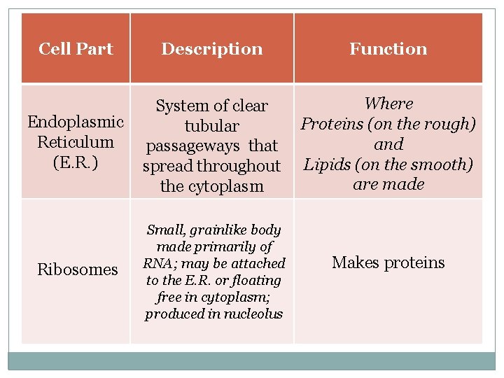 Cell Part Description Function Where System of clear Endoplasmic Proteins (on the rough) tubular