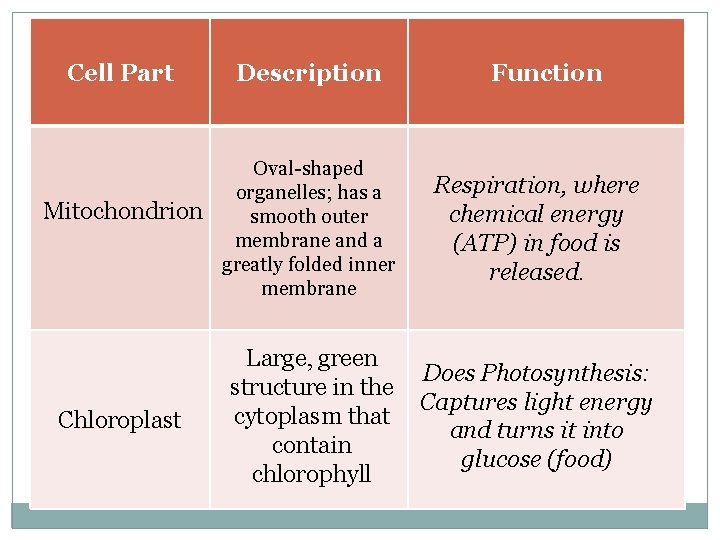 Cell Part Mitochondrion Chloroplast Description Oval-shaped organelles; has a smooth outer membrane and a