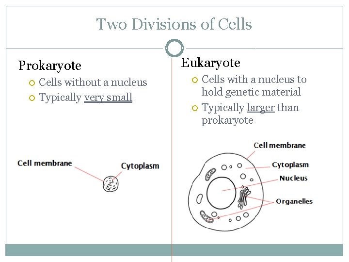 Two Divisions of Cells Prokaryote Cells without a nucleus Typically very small Eukaryote Cells