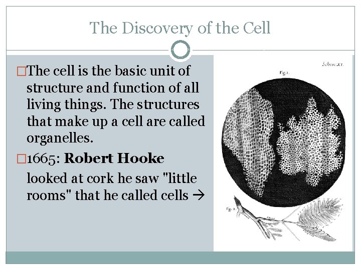 The Discovery of the Cell �The cell is the basic unit of structure and