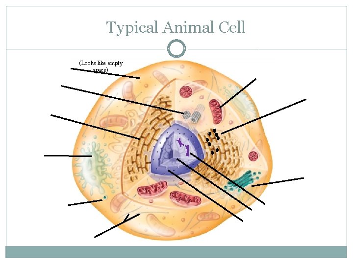Typical Animal Cell (Looks like empty space) 