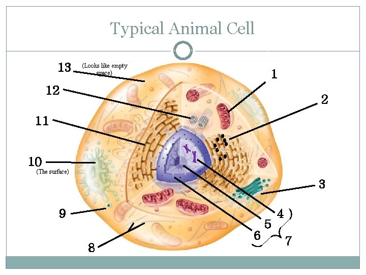 Typical Animal Cell 13 (Looks like empty space) 1 12 2 11 10 (The