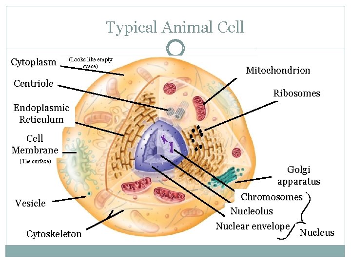 Typical Animal Cell Cytoplasm 13 (Looks like empty space) 1 Mitochondrion Centriole 12 2