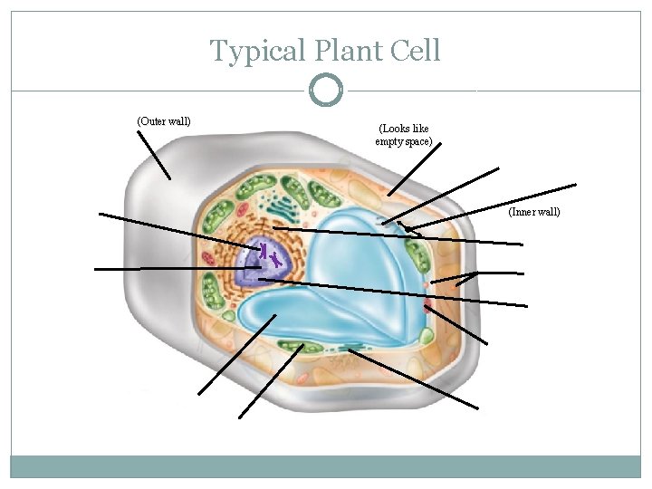 Typical Plant Cell (Outer wall) (Looks like empty space) (Inner wall) 