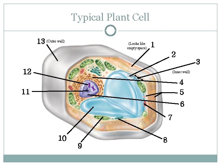 Typical Plant Cell 13 (Outer wall) (Looks like empty space) 1 2 12 3