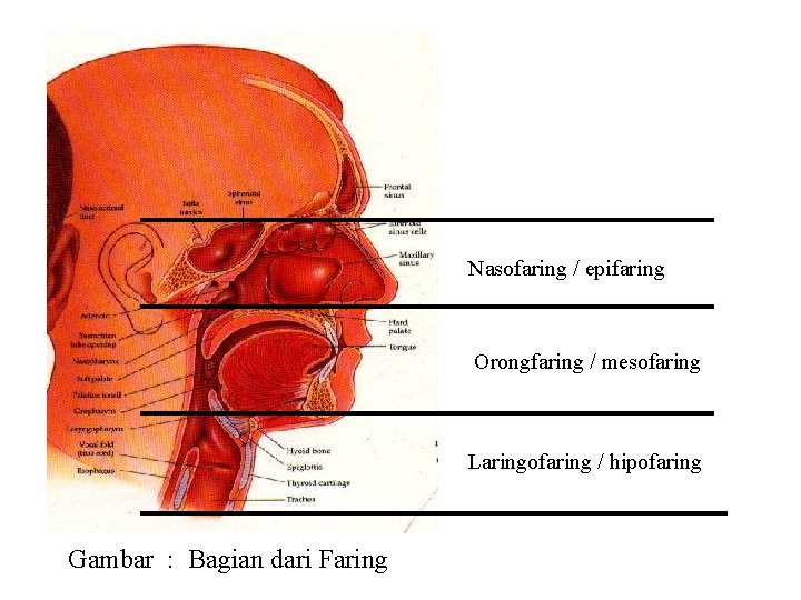 Nasofaring / epifaring Orongfaring / mesofaring Laringofaring / hipofaring Gambar : Bagian dari Faring