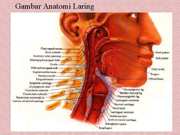 Gambar Anatomi Laring 