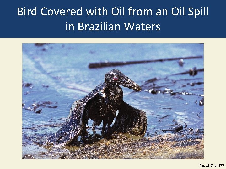 Bird Covered with Oil from an Oil Spill in Brazilian Waters Fig. 15 -7,