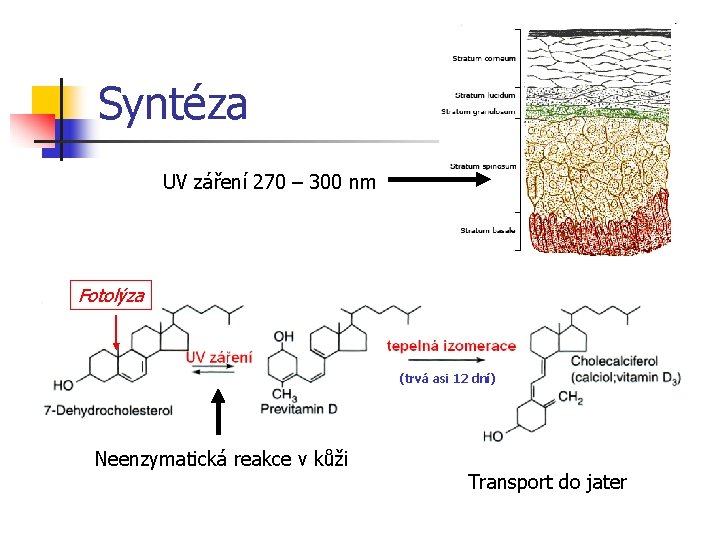 Syntéza UV záření 270 – 300 nm Fotolýza (trvá asi 12 dní) Neenzymatická reakce