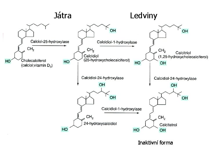 Játra Ledviny Inaktivní forma 