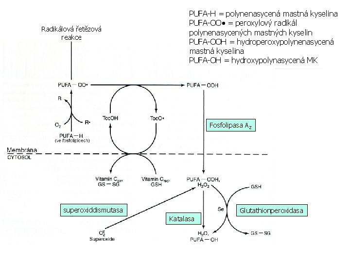 Radikálová řetězová reakce PUFA-H = polynenasycená mastná kyselina PUFA-OO = peroxylový radikál polynenasycených mastných