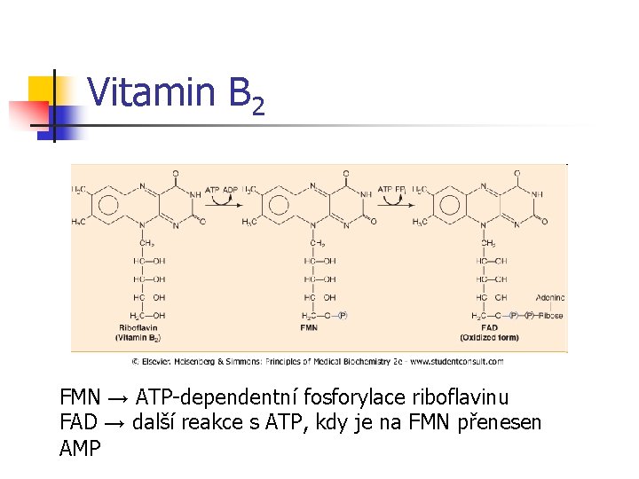 Vitamin B 2 FMN → ATP-dependentní fosforylace riboflavinu FAD → další reakce s ATP,