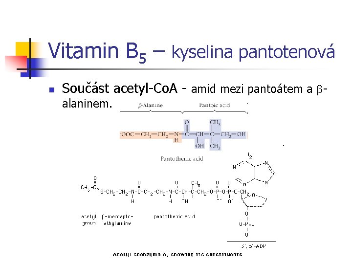 Vitamin B 5 – kyselina pantotenová n Součást acetyl-Co. A - amid mezi pantoátem