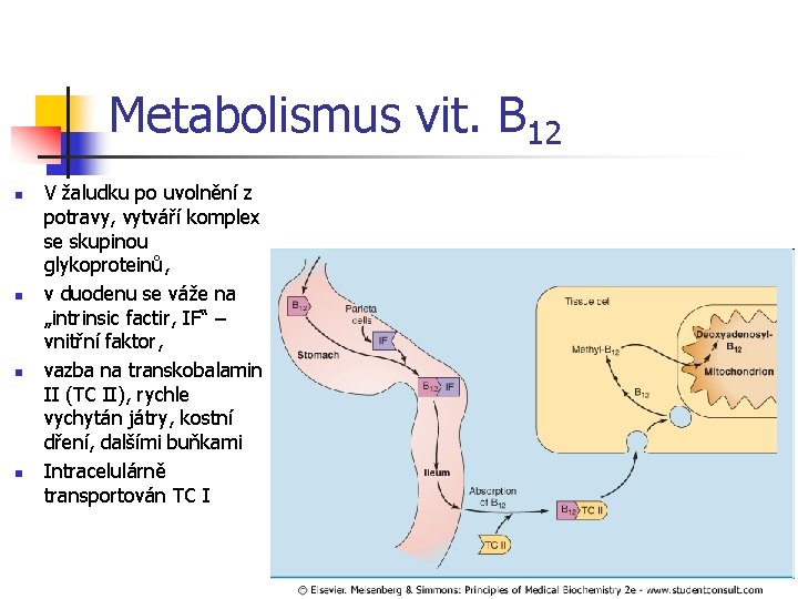 Metabolismus vit. B 12 n n V žaludku po uvolnění z potravy, vytváří komplex