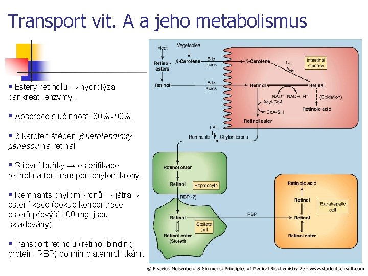 Transport vit. A a jeho metabolismus § Estery retinolu → hydrolýza pankreat. enzymy. §