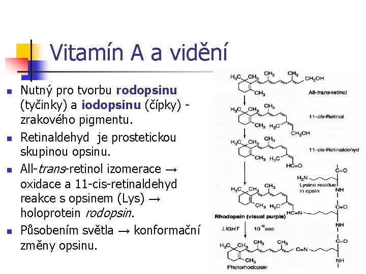 Vitamín A a vidění n n Nutný pro tvorbu rodopsinu (tyčinky) a iodopsinu (čípky)