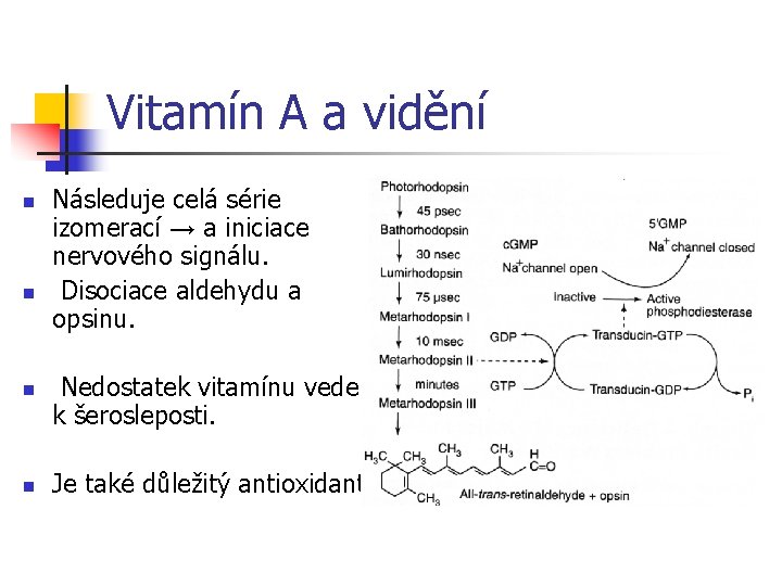 Vitamín A a vidění n n Následuje celá série izomerací → a iniciace nervového