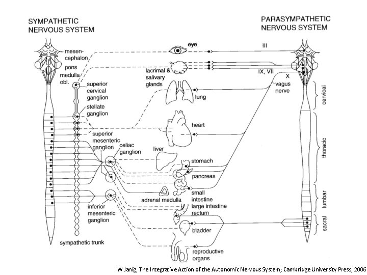 W Janig, The Integrative Action of the Autonomic Nervous System; Cambridge University Press, 2006