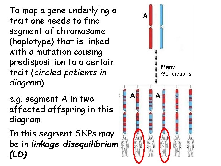 To map a gene underlying a trait one needs to find segment of chromosome