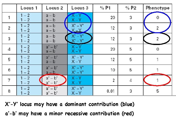X’-Y’ locus may have a dominant contribution (blue) a’-b’ may have a minor recessive