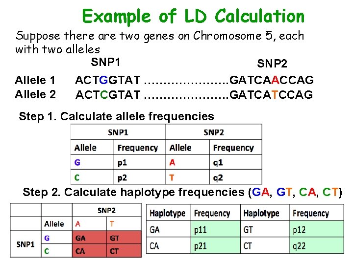 Example of LD Calculation Suppose there are two genes on Chromosome 5, each with