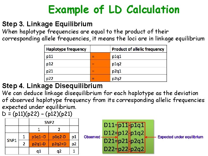 Example of LD Calculation Step 3. Linkage Equilibrium When haplotype frequencies are equal to