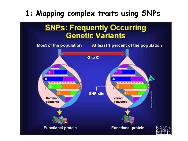 1: Mapping complex traits using SNPs 