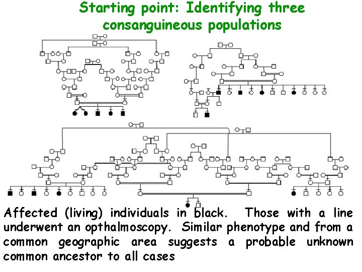 Starting point: Identifying three consanguineous populations Affected (living) individuals in black. Those with a