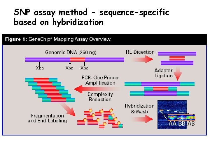 SNP assay method - sequence-specific based on hybridization 