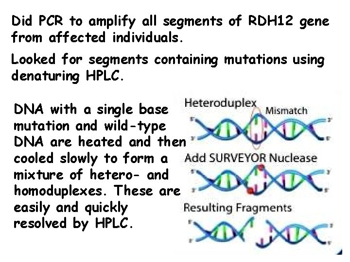 Did PCR to amplify all segments of RDH 12 gene from affected individuals. Looked