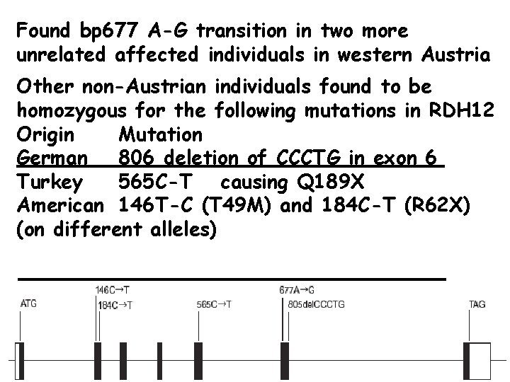 Found bp 677 A-G transition in two more unrelated affected individuals in western Austria