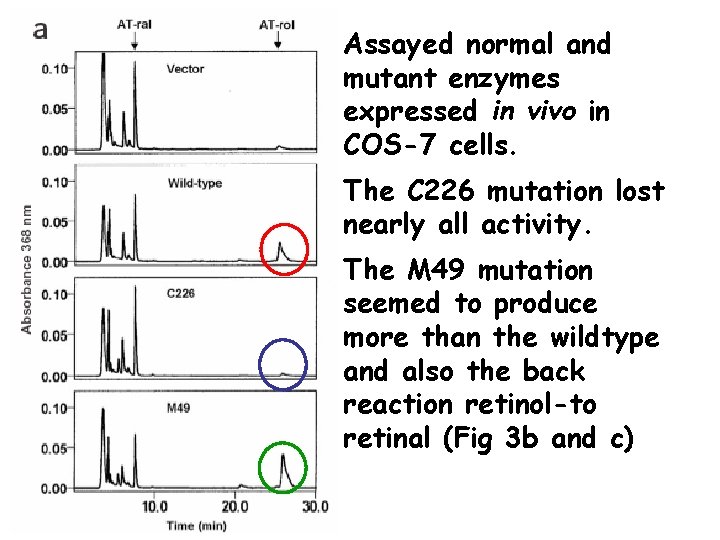 Assayed normal and mutant enzymes expressed in vivo in COS-7 cells. The C 226